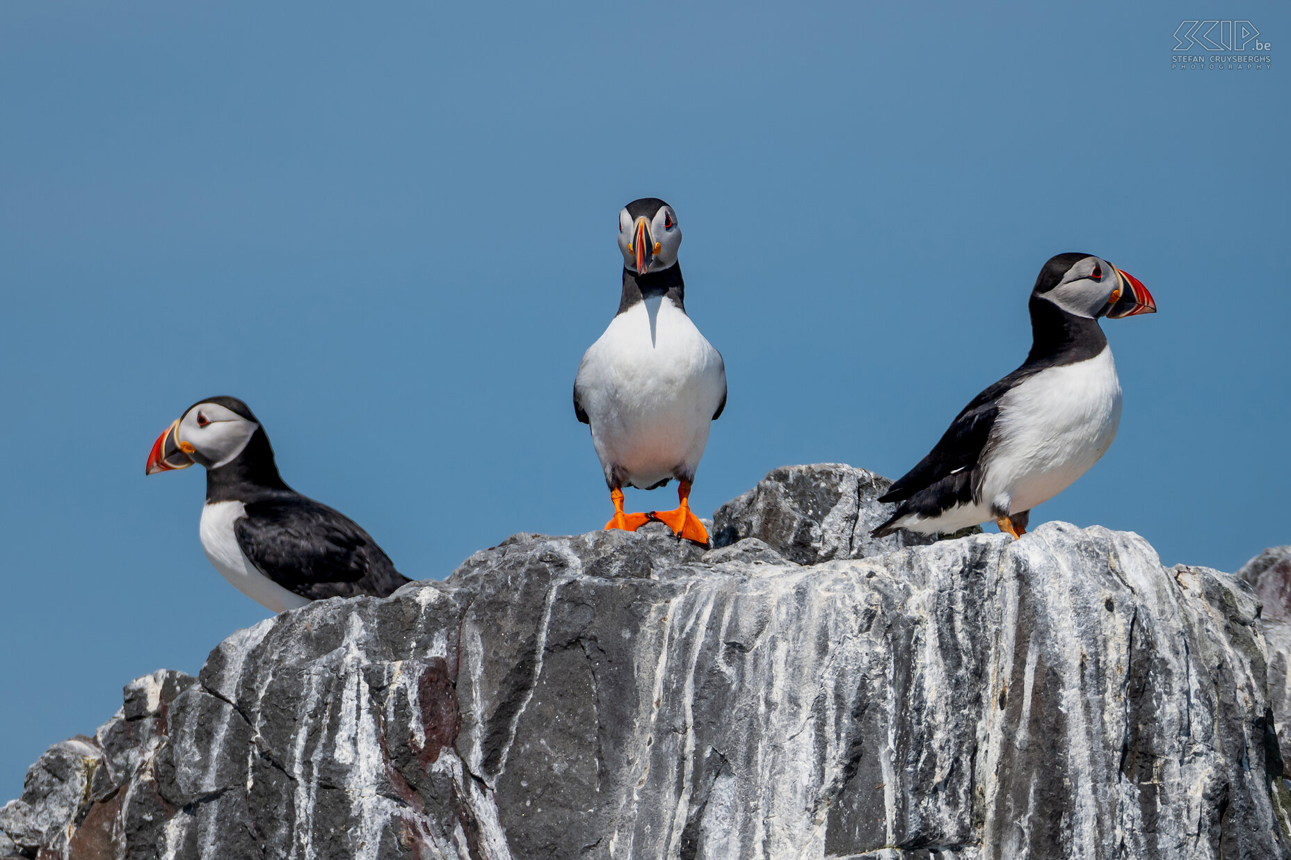 Farne Islands - Puffins The most beautiful and cutest bird that breeds on Farne Island is undoubtedly the puffin. It is estimated that more than 35,000 pairs of puffins bread on these islands each year. Stefan Cruysberghs